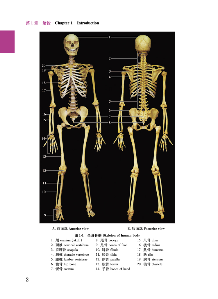 解剖彩色图谱第3版第三版羊惠君主编人民卫生出版社人体解剖学教材书