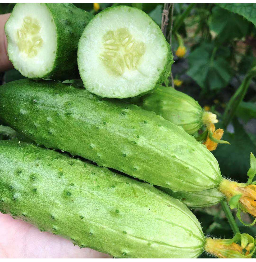 湛航 东北旱黄瓜新鲜现摘水果小黄瓜新鲜生吃脆皮嫩青瓜本地土黄瓜