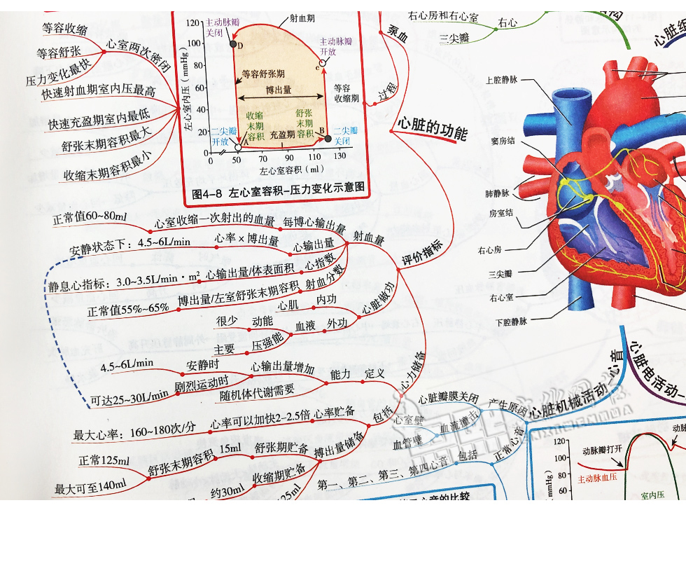 生理学思维导图中国医药科技出版社