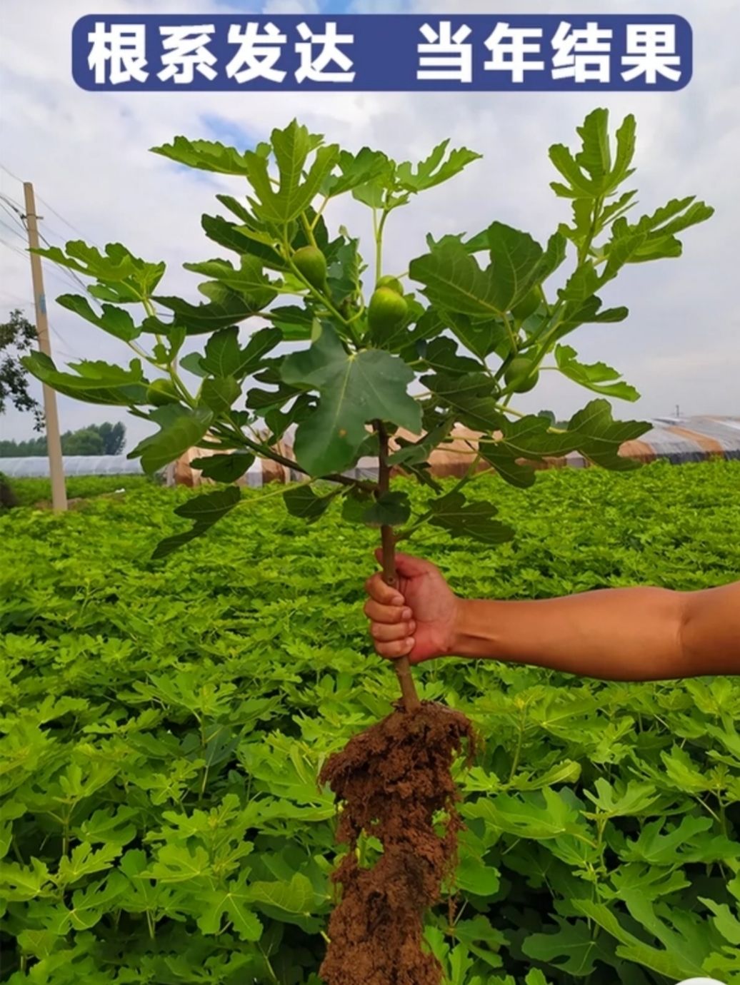 无花果树苗矮化盆栽地栽树苗南北方种植阳台室内四季当年结果苗黑爵士