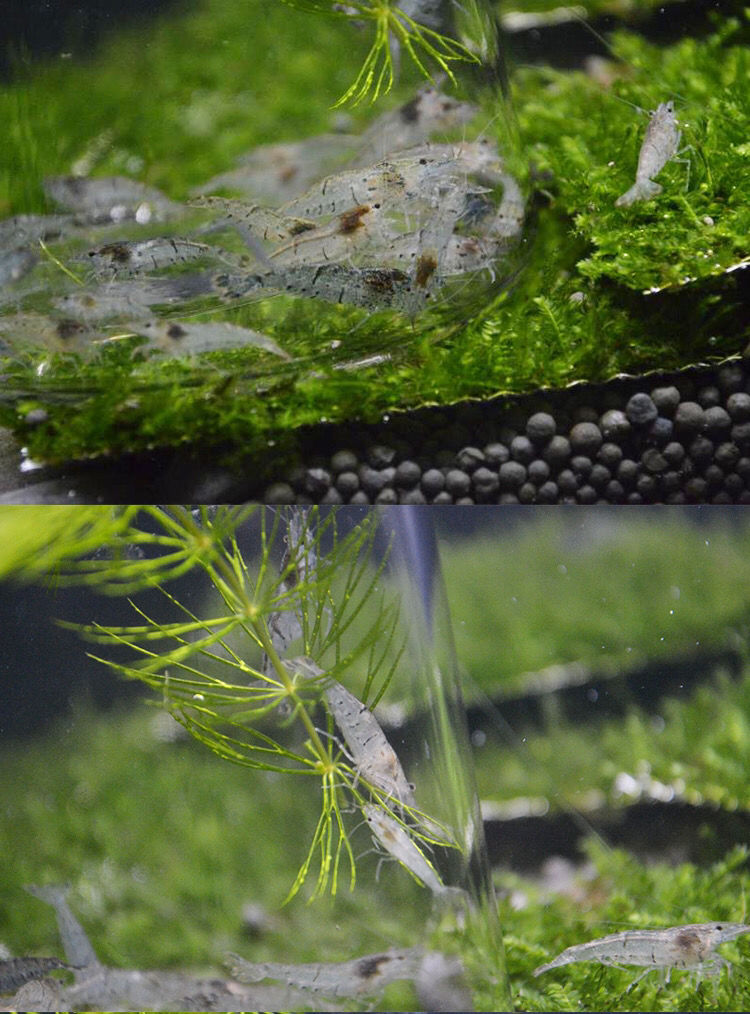 黑壳虾大个除藻虾控藻顺丰包活草缸大清洁虾活体乌龟饲料鱼虾