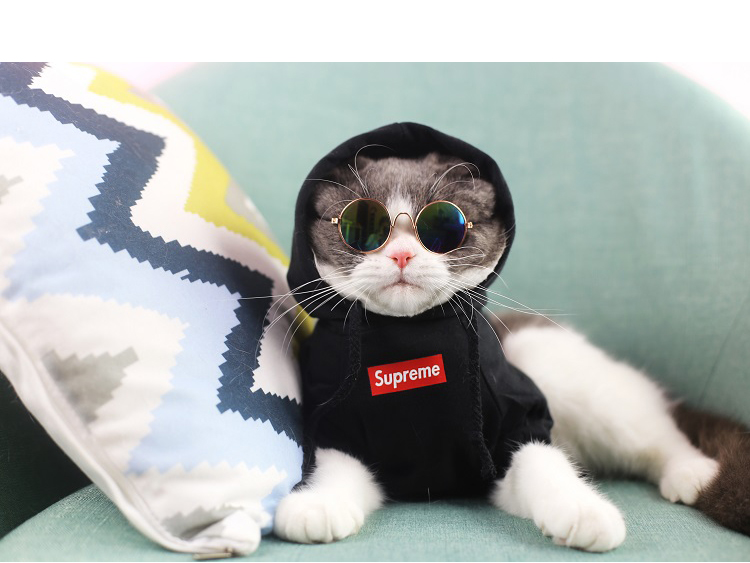 宠物t恤春秋夏季薄款网红英短美短猫衣服 supreme白色t恤(薄款春秋)