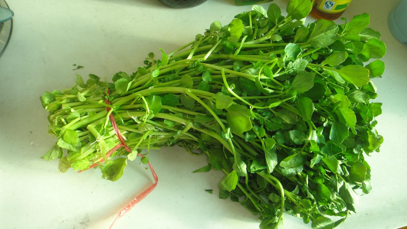我要发芽蔬菜种子 西洋菜种子 豆瓣菜水生蔬菜籽脆嫩多汁 50粒/包