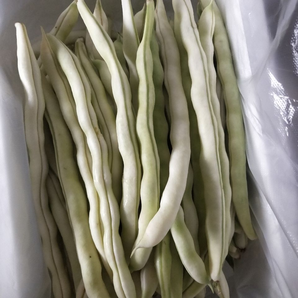 山东蔬菜现摘现发新鲜白芸豆老来少芸豆九粒白豆角四季豆