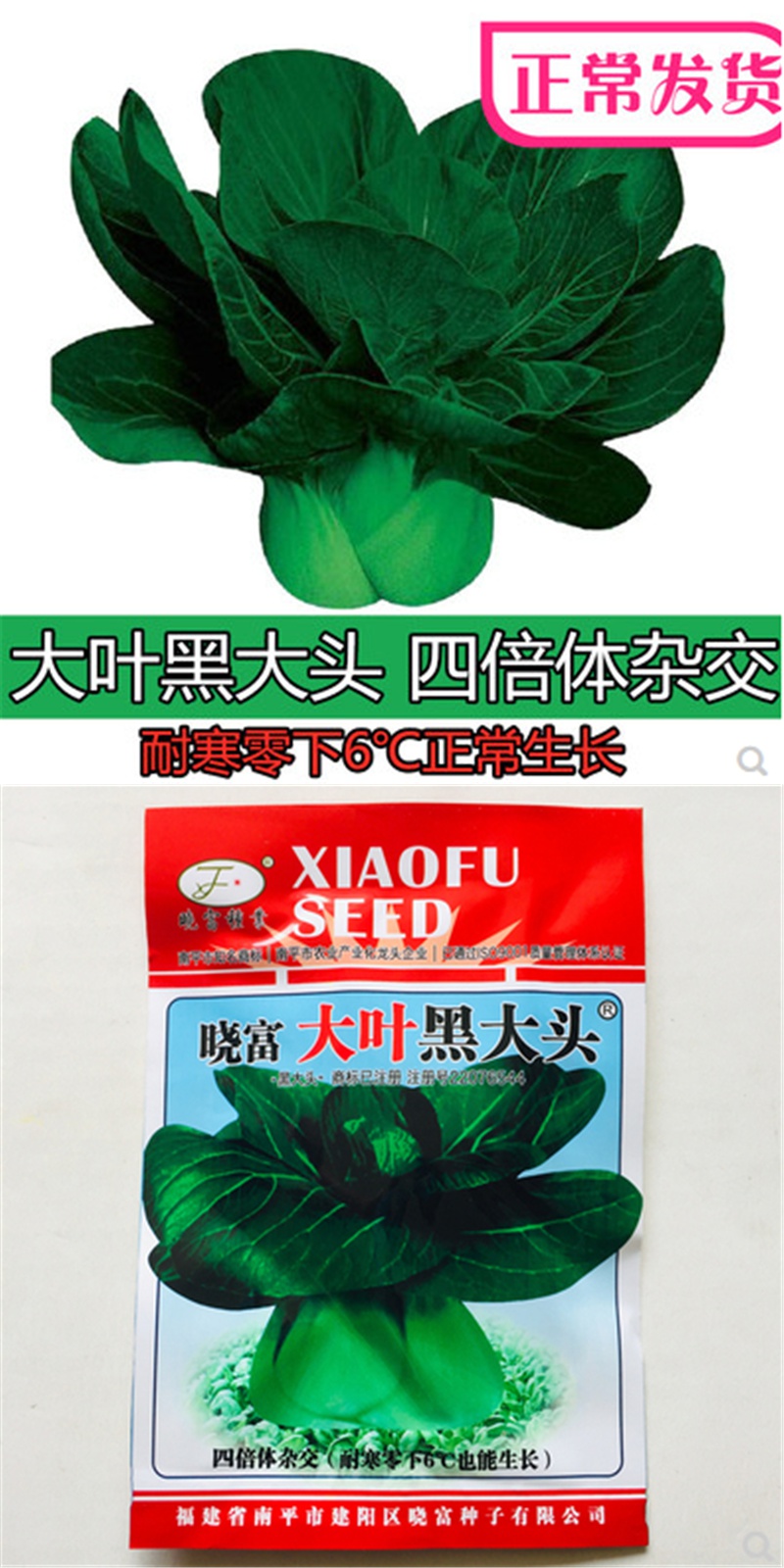 四倍體黑大頭青菜種子矮腳青梗菜種子籽耐寒蘇州青菜籽蔬菜種孑 大葉