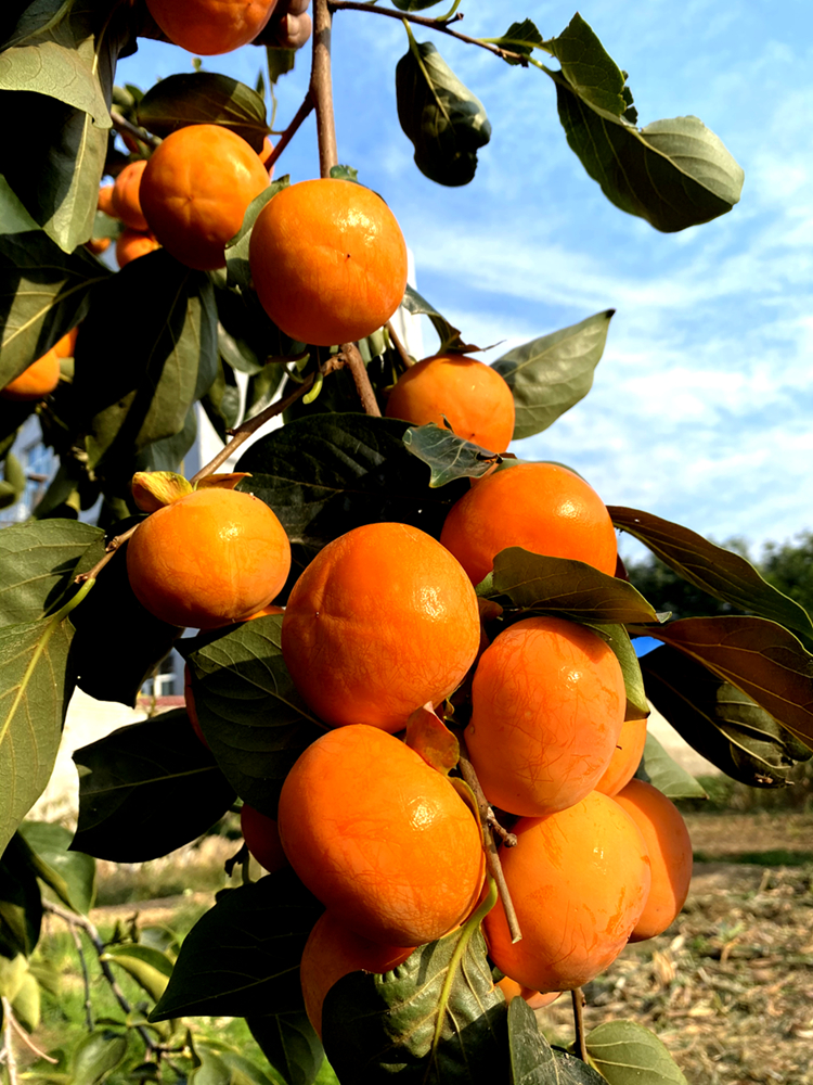 小磨盘火晶软水果嫁接日本甜脆柿子苗树