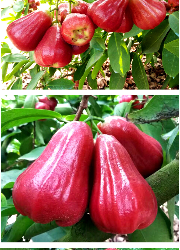 丰哥海南黑金刚莲雾新鲜黑珍珠莲雾果35斤生鲜热带水果产地直发