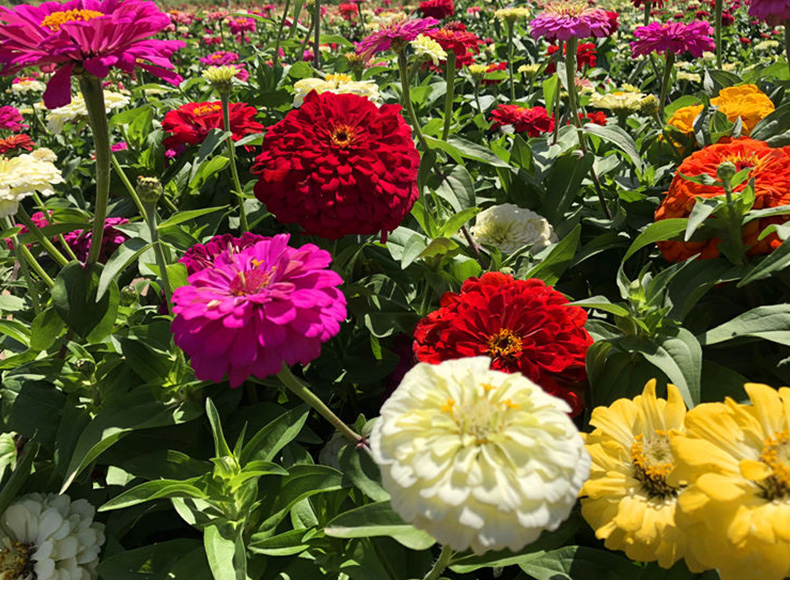 百日草花籽种子混色百日菊花籽四季开花易活花种子庭院阳台盆栽