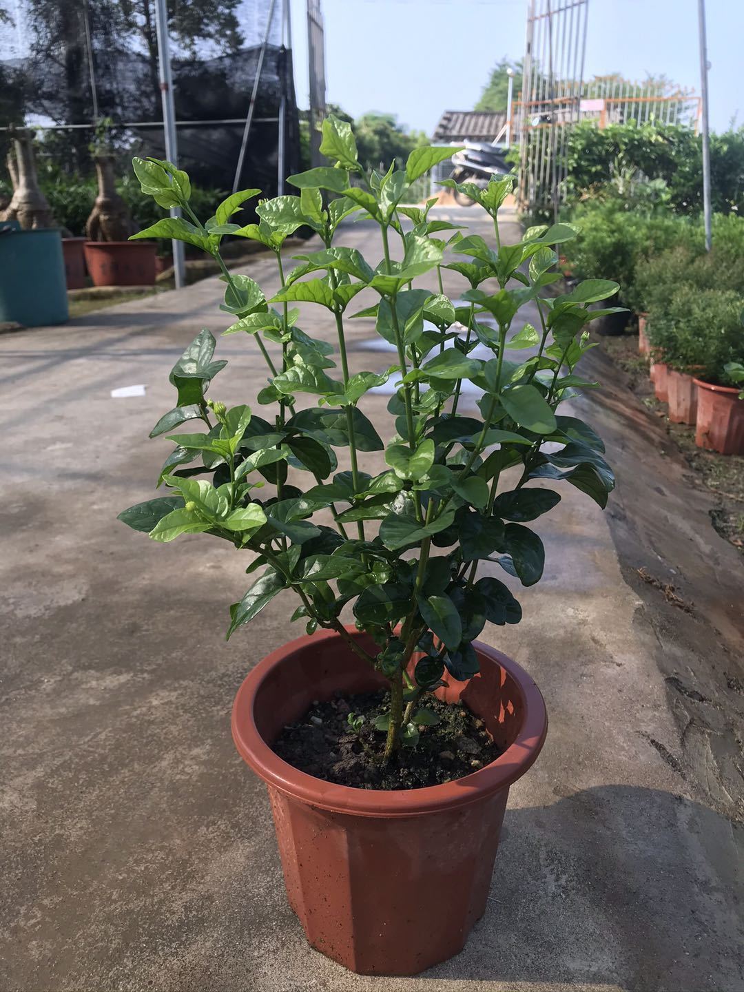 三叶轮生虎头茉莉苗狮头茉莉花苗盆栽庭院阳台芳香茉莉大花重瓣虎头二