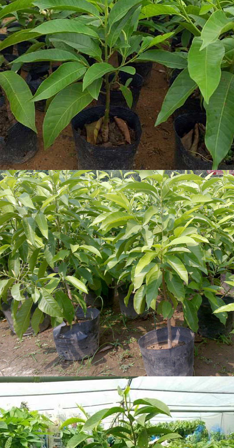 白兰花白玉兰花苗家居室内客厅绿植浓香