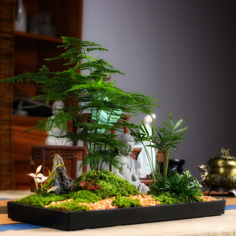 封后小文竹盆景禅意微景观室内茶桌摆件花卉绿植小盆栽四季常青云竹