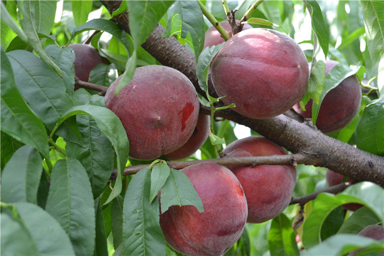 子暄果树苗桃树种中华黑桃王桃树苗黑桃皇后树苗嫁接桃树苗桃树盆栽地