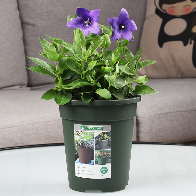 中华洋桔梗花盆栽鲜花绿植绿色花苗白色紫色粉色五星花卉庭院阳台