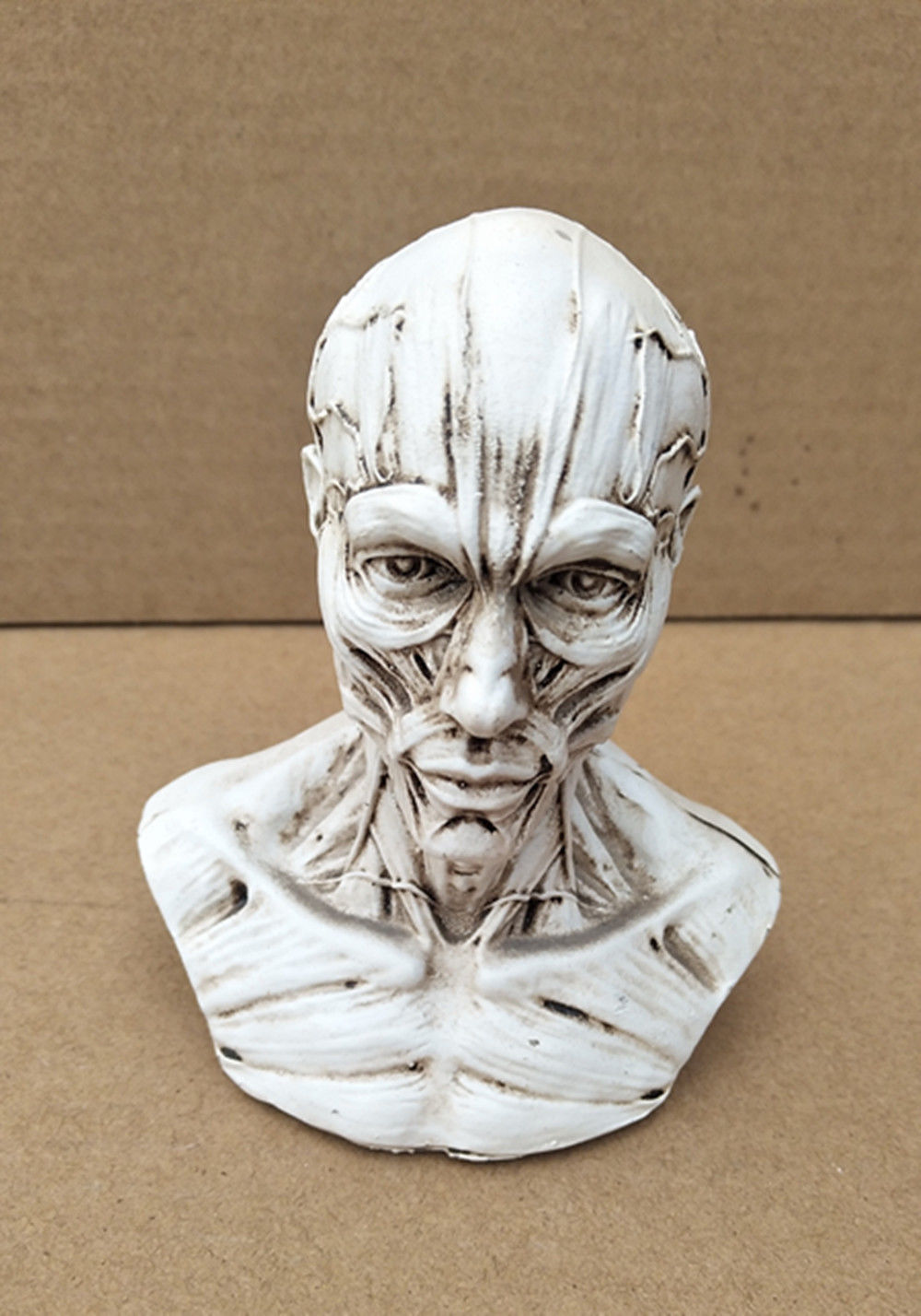 g023半边肌肉头骨 人体肌肉骨骼头骷髅头绘画参考头骨解剖胸像模型