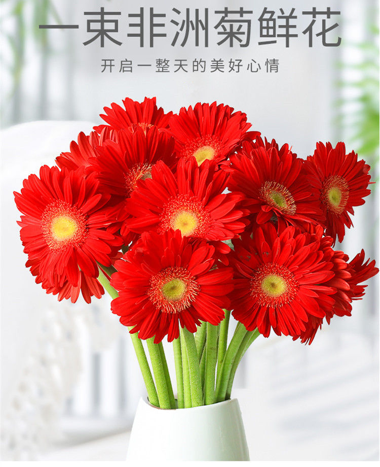 《非洲菊鲜插花扶郎花鲜花束太阳花居家客厅插花太阳花批发全国 【大