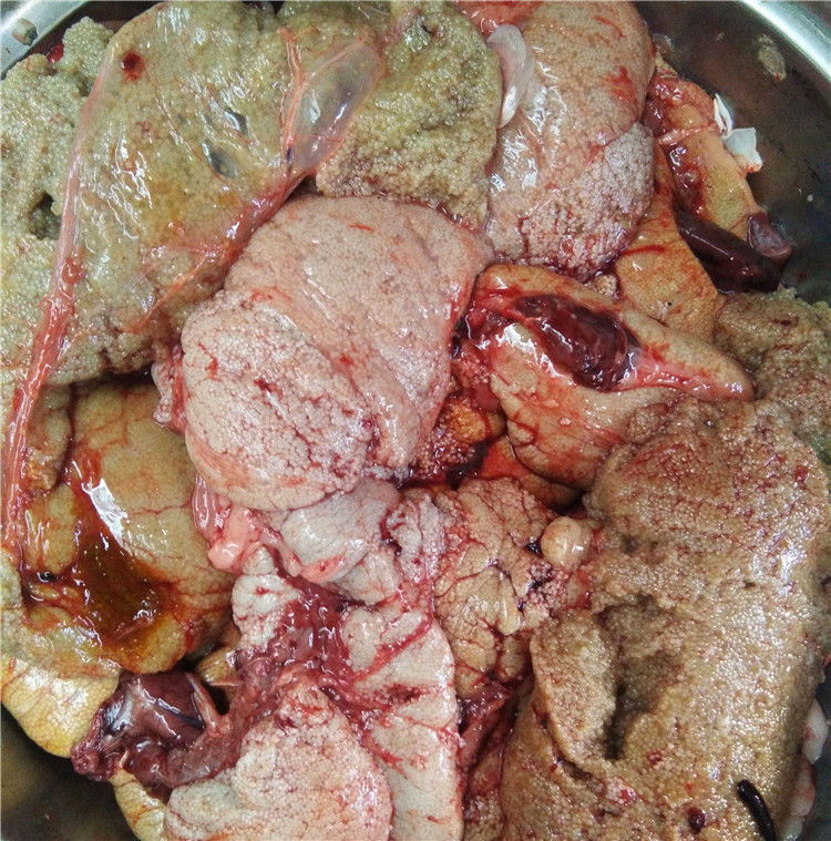 新鲜鱼籽鱼鱼泡鱼杂1斤鱼子鱼卵鱼鳔鱼杂鱼内脏鱼籽新鲜鲤鱼鱼籽新鲜