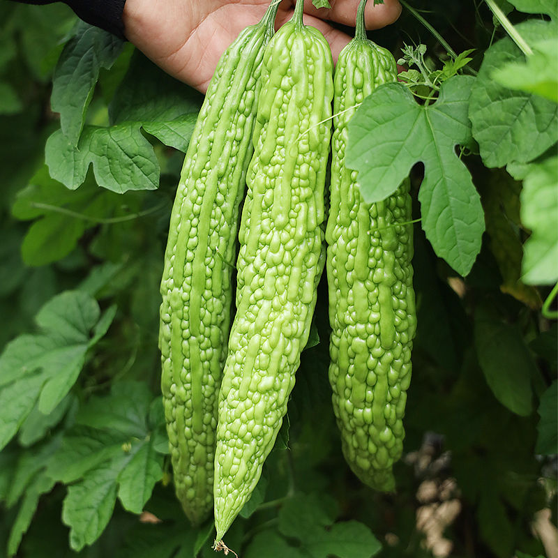 寿光蔬菜新鲜优质苦瓜精品农家现摘现发当季时令蔬菜产地直发