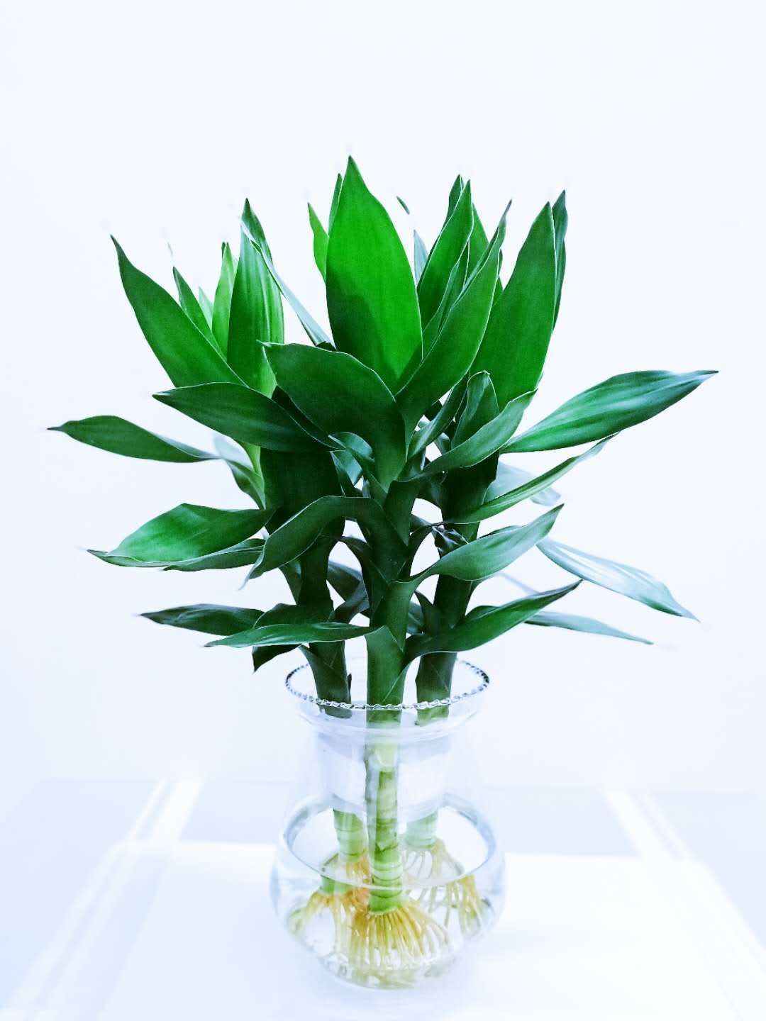 悦芳华观音竹富贵竹水养玻璃花瓶水培荷花盆栽植物室内客厅绿植花卉四