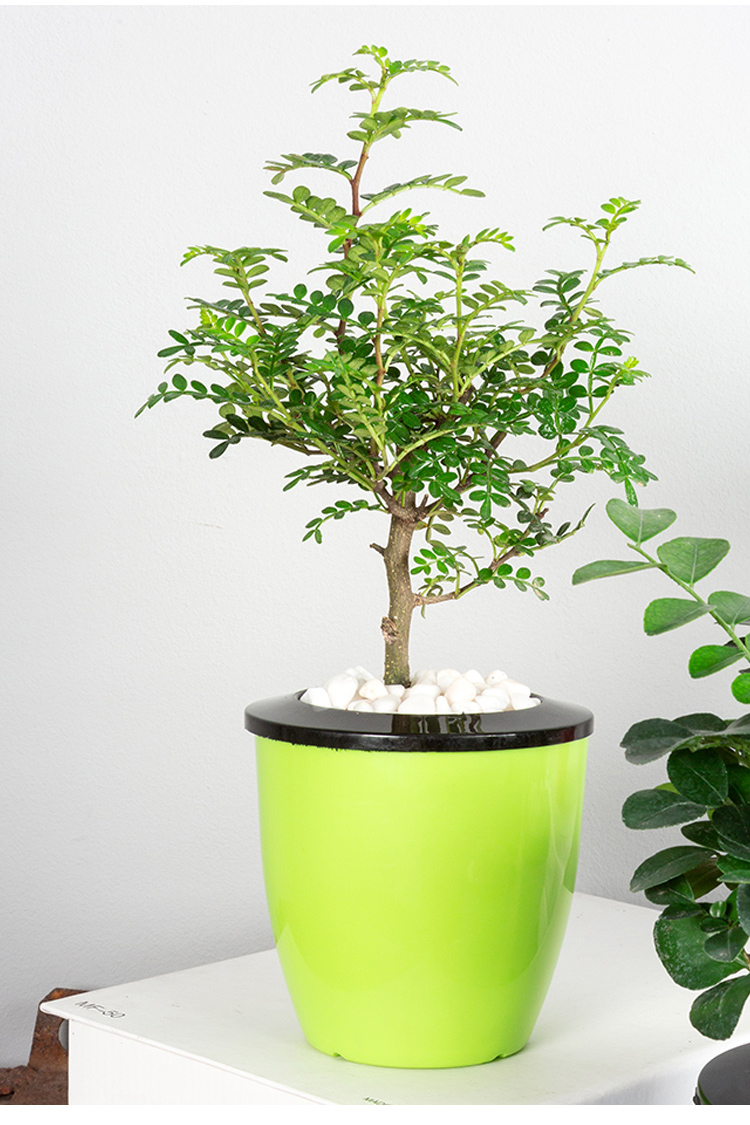 家柏饰(corated)驱蚊驱虫 家柏饰(corated)驱蚊植物驱蚊卧室内防蚊