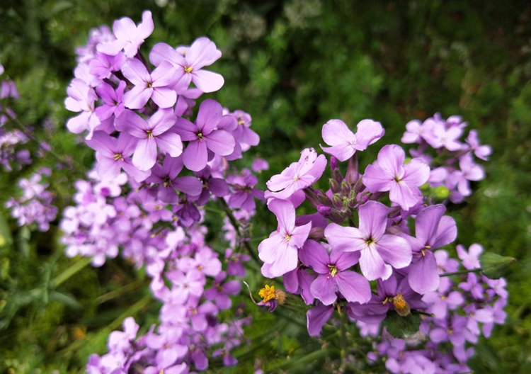 蓝香介花种子欧亚香花芥春秋播室外庭院景观绿化花卉种子观花花