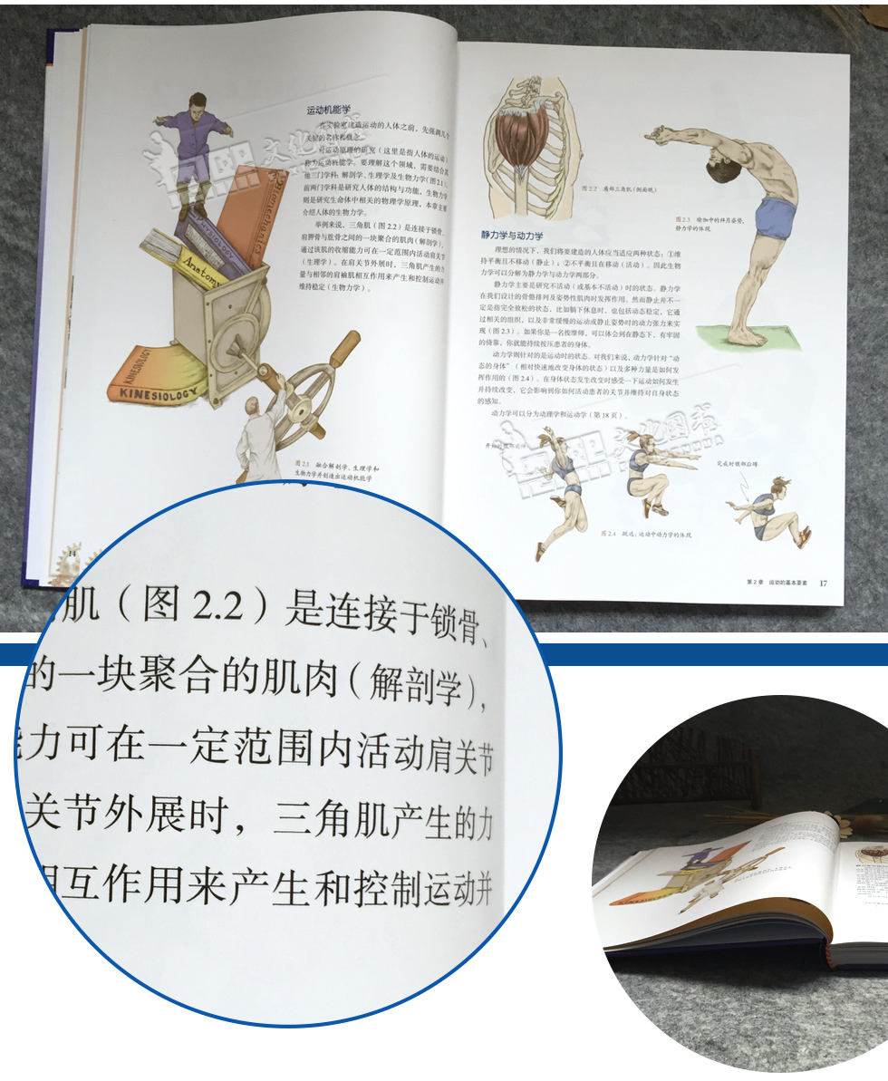 运动机能训练彩色图解肌肉组织骨骼韧带康复医用健身教学教程教材参考
