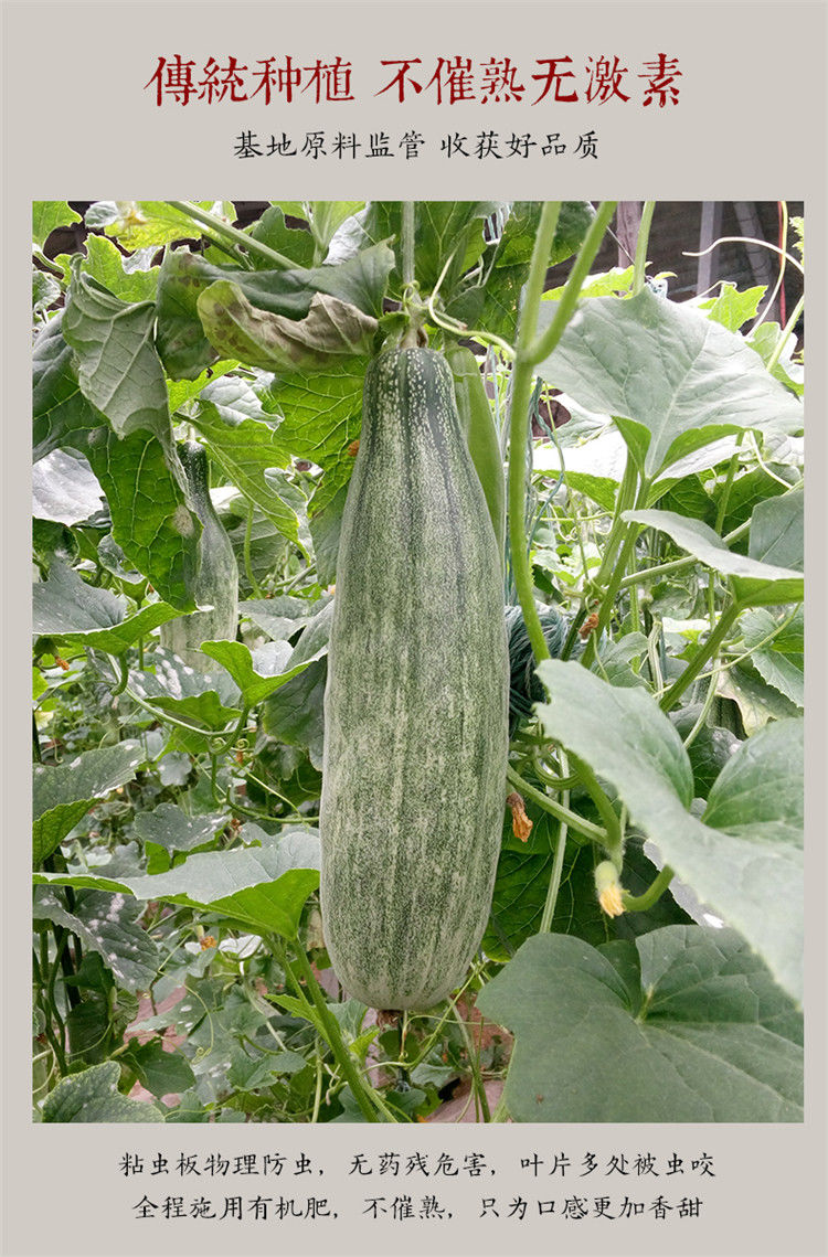 早熟羊角蜜超甜瓜种籽羊角酥皮薄高糖甜香瓜3斤脆甜水果蔬菜水果新鲜