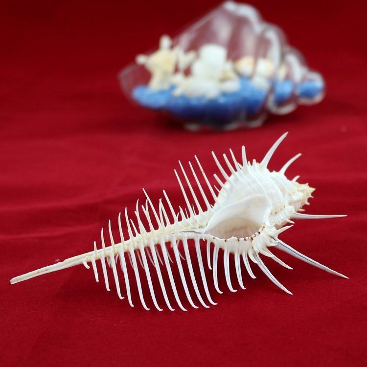 天然海螺贝壳维纳斯刺螺骨螺标本海螺收藏精品创意女生日礼物精小款