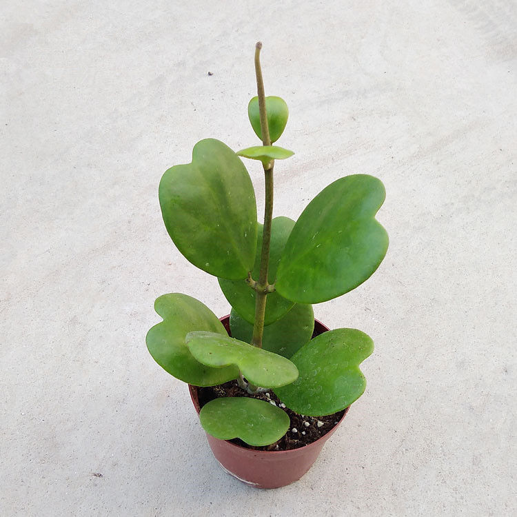 《多肉植物心叶球兰【情人节父亲节礼物一片心520】四季室内盆栽 一片