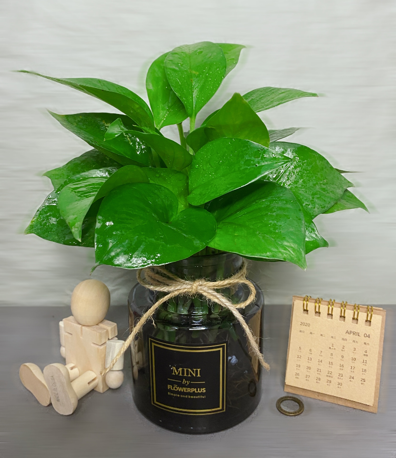 星姿恋(xingzilian) 绿萝水培防辐射花卉室内盆栽卫生间绿植好养的花