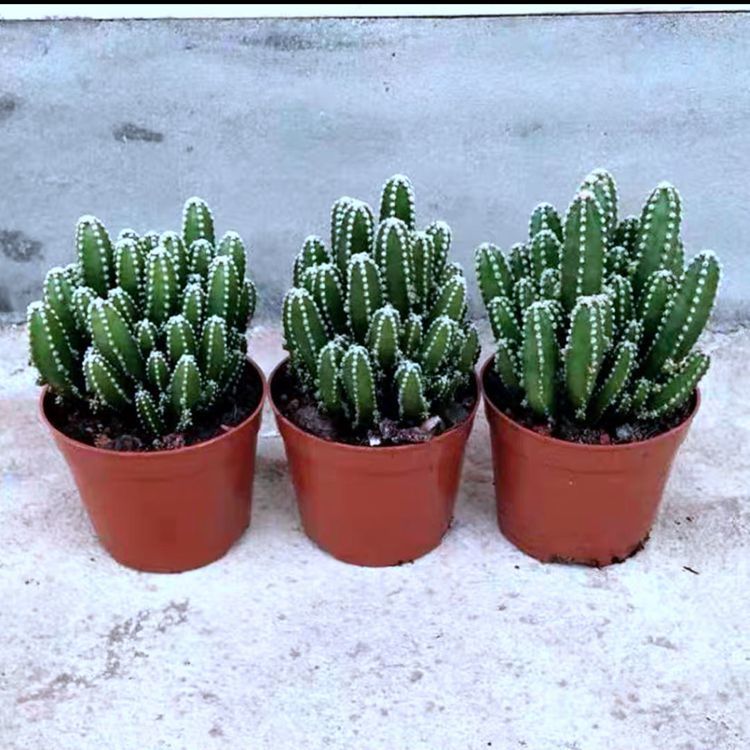 《多肉植物龙骨盆栽【买1盆送1盆万重山】镇宅辟邪多肉花卉绿植盆栽