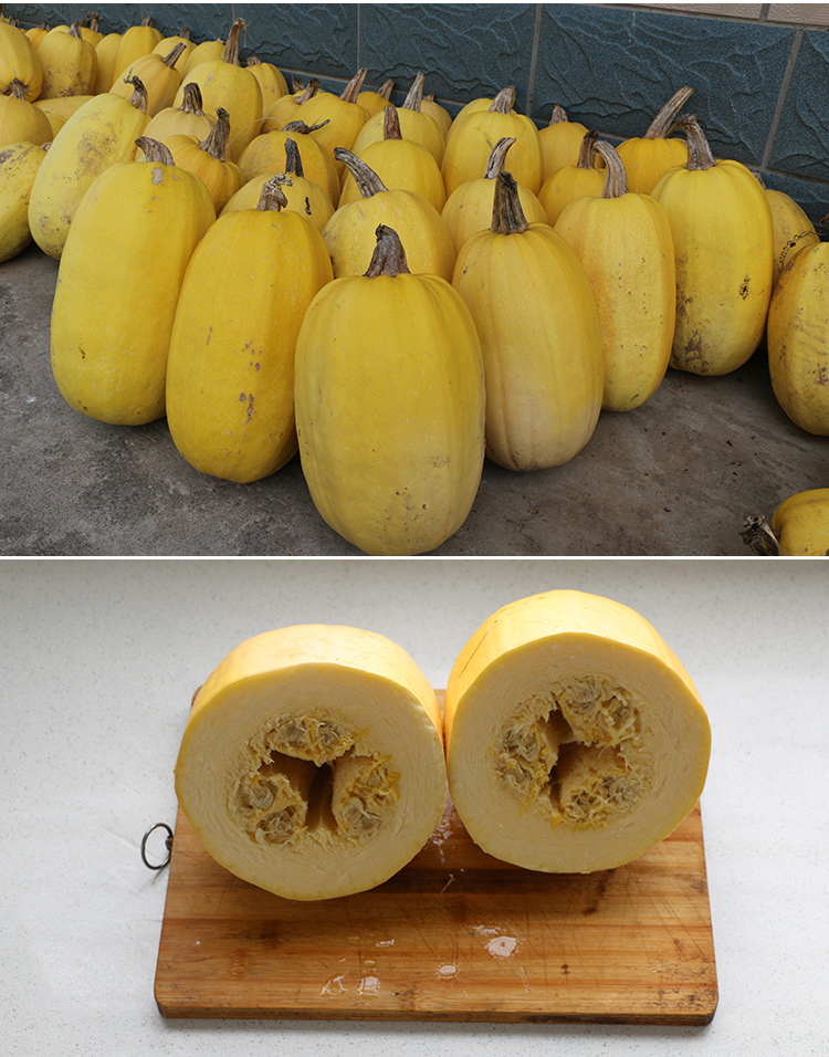 xj崇明金绞丝瓜凉拌金瓜丝金丝搅瓜面条瓜可开发票1个约34斤左右