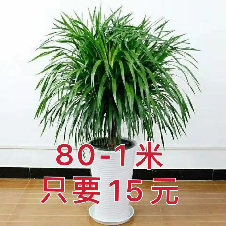 《大型龙须树龙须铁龙血树室内客厅盆栽绿植四季常青净化空气 龙须