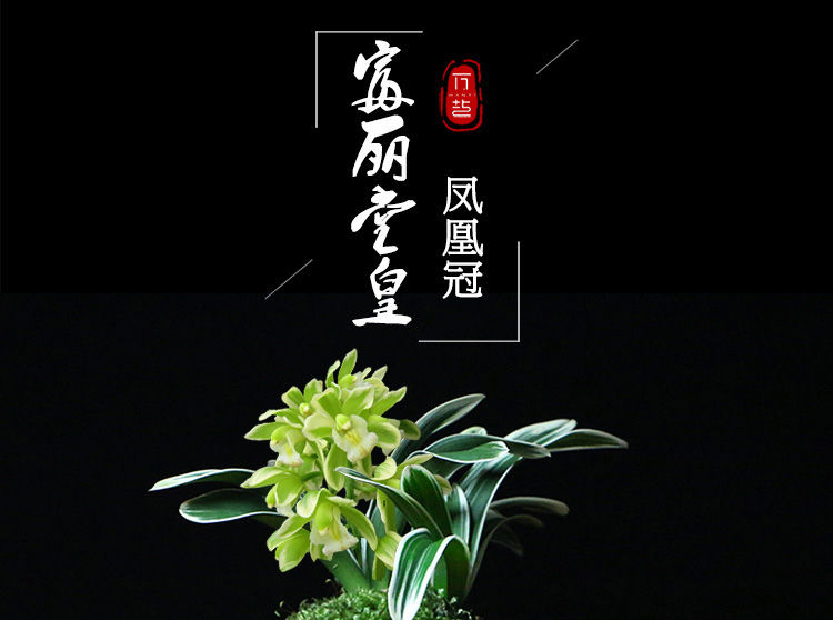 《兰花 玉芙蓉 迷你金边矮种建兰玉芙蓉四季兰苗室内外盆栽绿植花卉