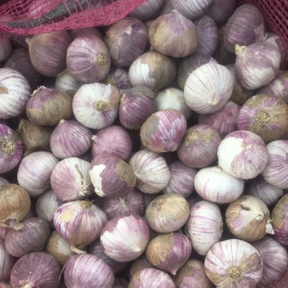 湛航 农家紫皮独头大蒜新货独头蒜紫蒜红皮大蒜头干紫皮独蒜带箱香蒜