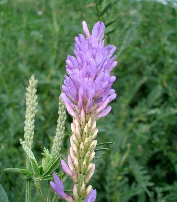 沙打旺多年生牧草种子防沙固土护坡草耐寒耐旱盐碱