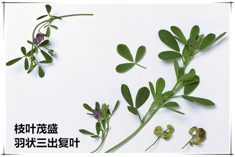 紫花苜蓿种子多年生四季牧种子苜蓿菜种籽鸡鸭鹅牛羊鱼种籽