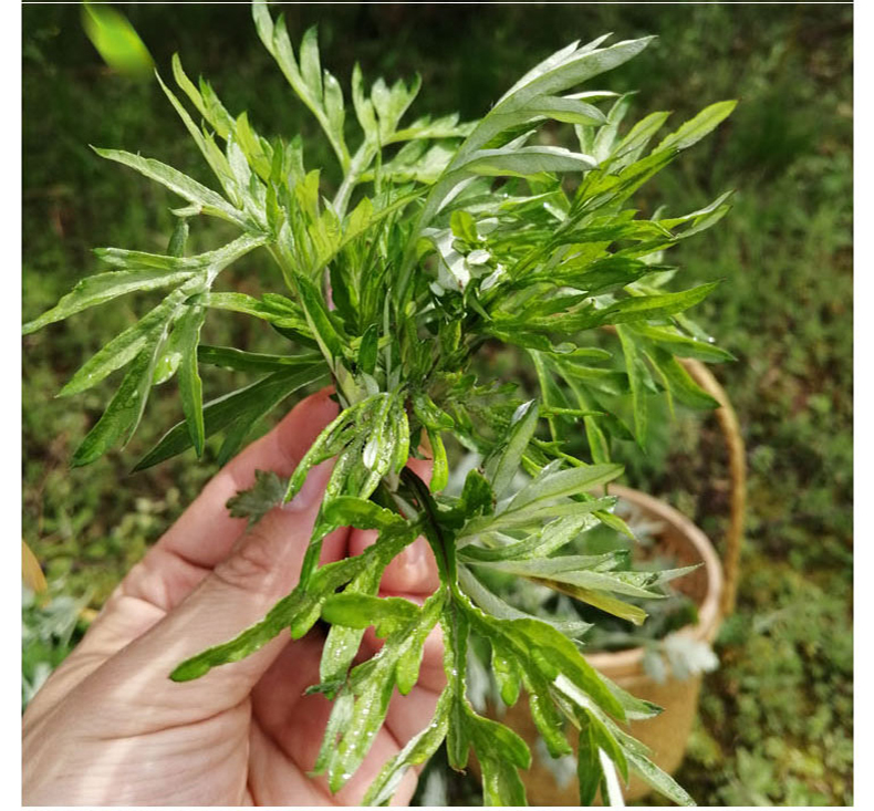 新鲜艾草叶500g食用嫩艾叶草做青团艾蒿糍粑粑清明果艾果粉生艾草