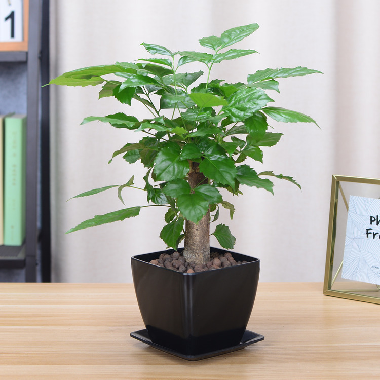 独杆绿宝幸福树桌面小盆栽水培花卉植物吸甲醛办公桌室内绿植