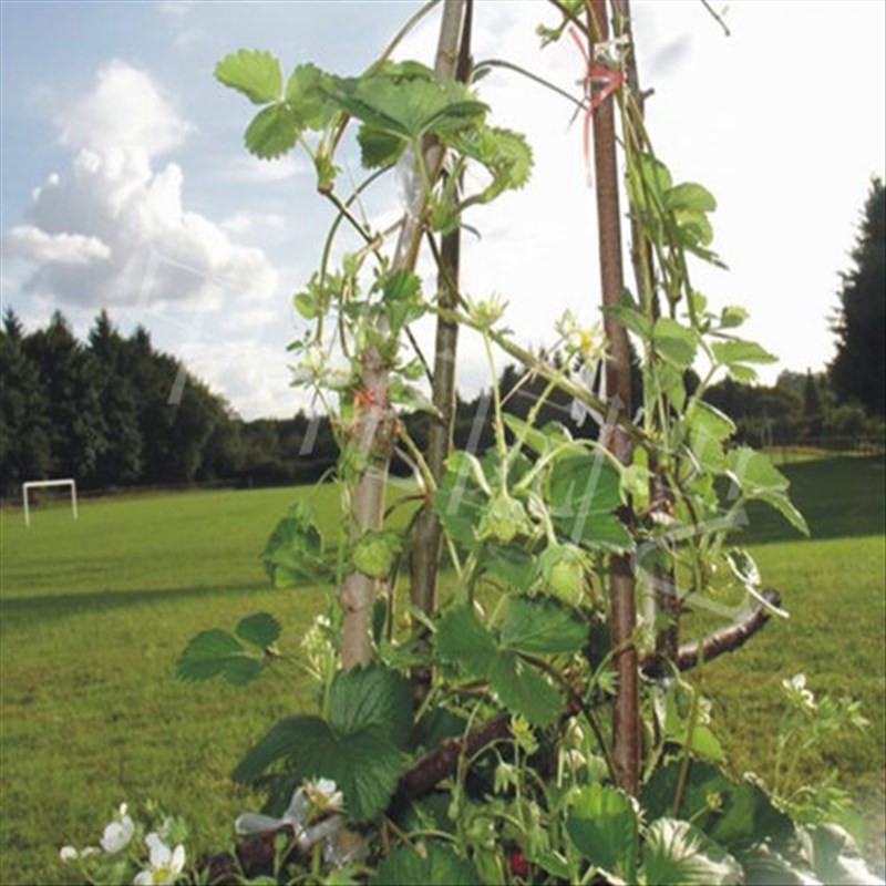 攀援莓苗四季莓苗会爬藤攀援莓苗爬藤的莓苗口感好攀缘能力强结果多