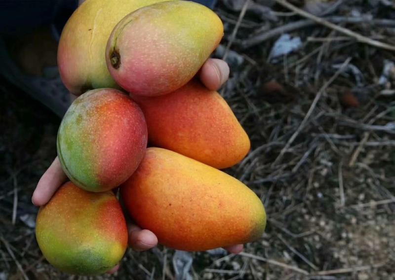 鲜贝达生鲜广西南宁贵妃芒果净重3斤大果13个左右单果120g以上超甜