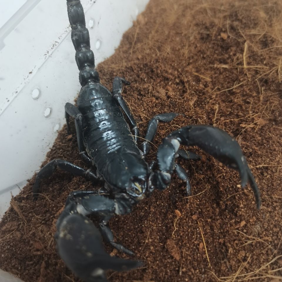 入门蝎23cm送四件用品亚洲巨型雨林蝎超大个体宠物蝎假帝王蝎幼苗成体