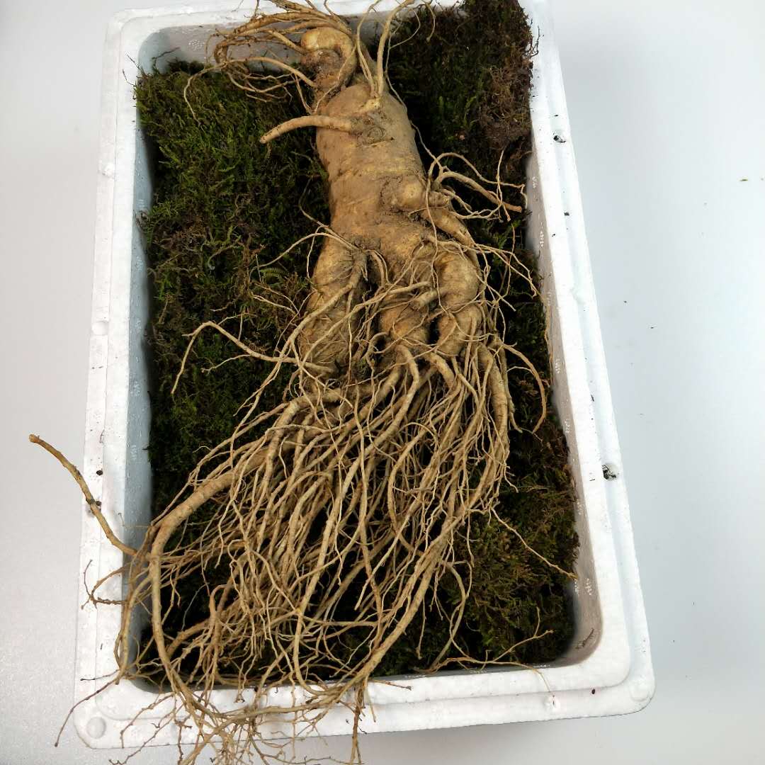 单支100g//新鲜大人参 山地参人叁长白山特大泡酒参大个带土鲜参