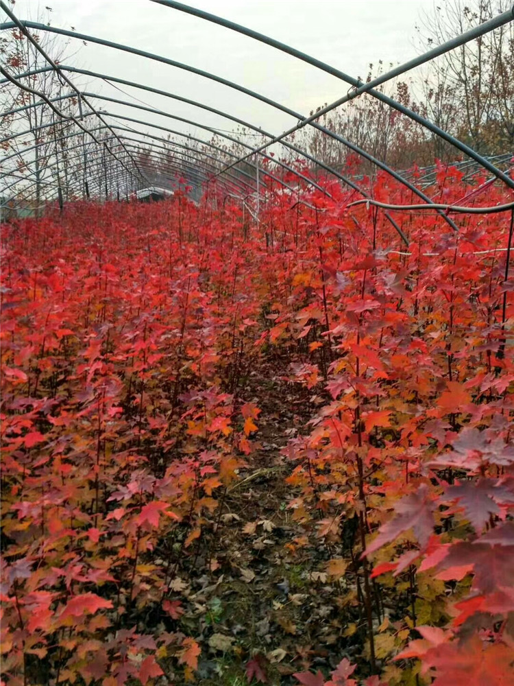 北园湖 美国红枫树苗红点秋火焰红枫树苗庭院植物行道树绿化苗木盆栽