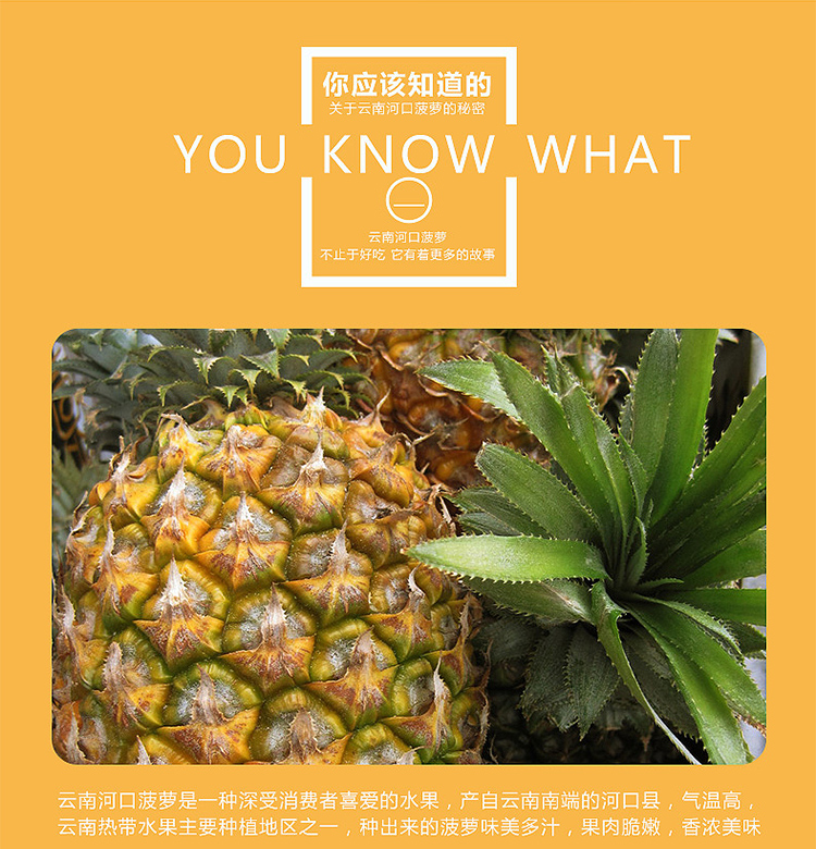 25kg云南香水菠萝红河小菠萝新鲜水果香水小菠萝凤梨