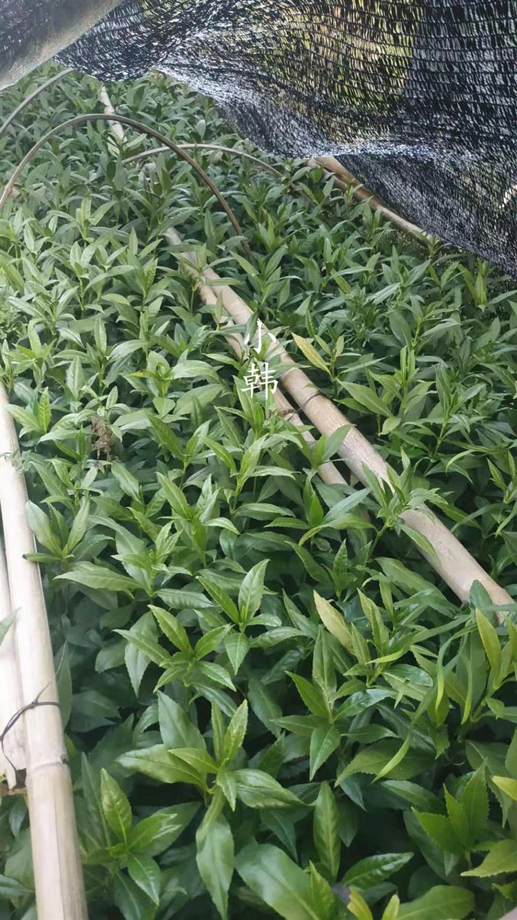 草珊瑚苗草珊瑚种苗肿节风接骨木观音