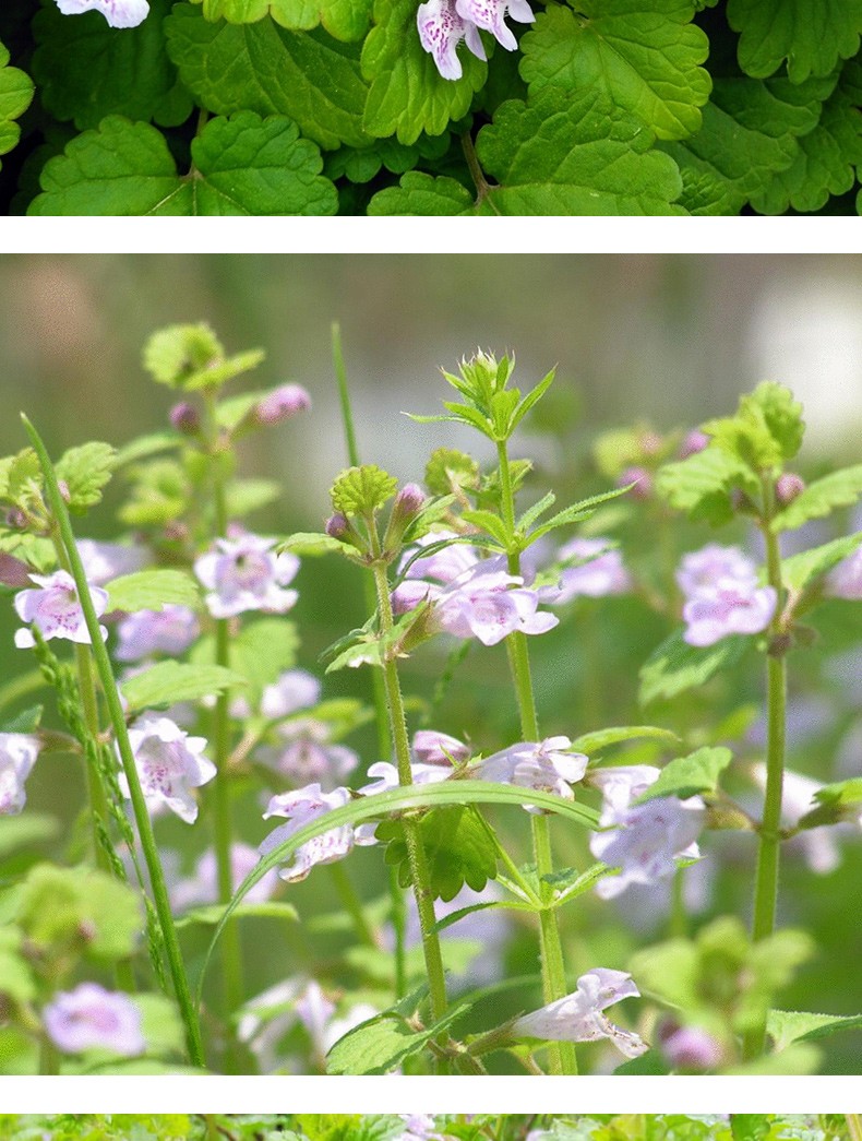子暄花叶活血丹花卉盆栽花园植物花境搭配庭院花卉绿植花叶活血丹150