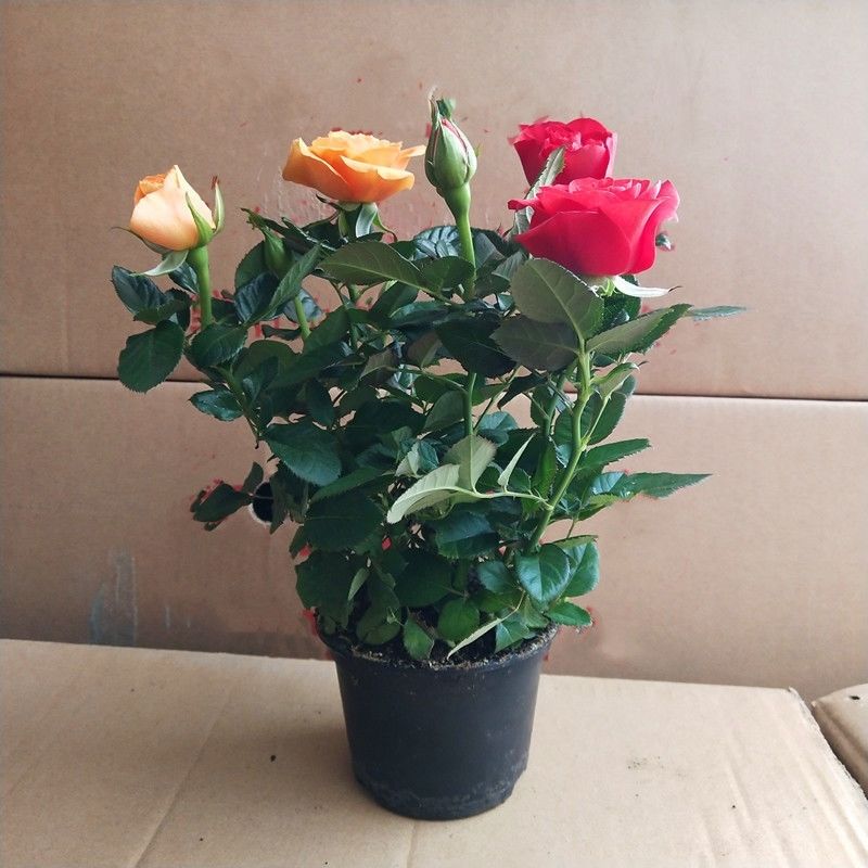 钻石玫瑰四季开花盆栽带花带花苞室内阳台庭院花卉绿植盆景红色原盆原