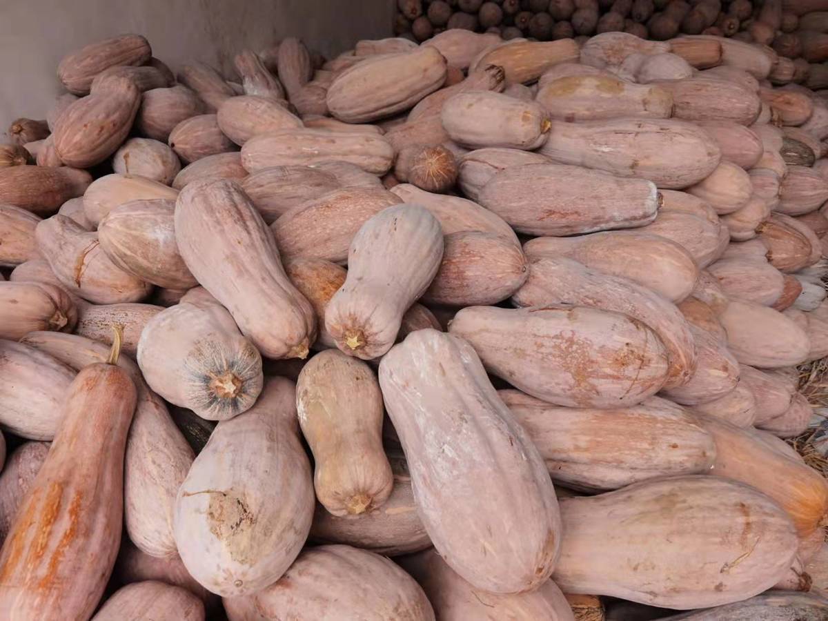 赛卡伊 老南瓜批发当季新鲜农家板栗味超甜粉糯黄南瓜辅食牛腿长南瓜