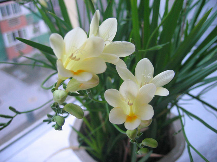 盆栽植物香雪兰种球小苍兰花卉种子四季花室内庭院多年生植物