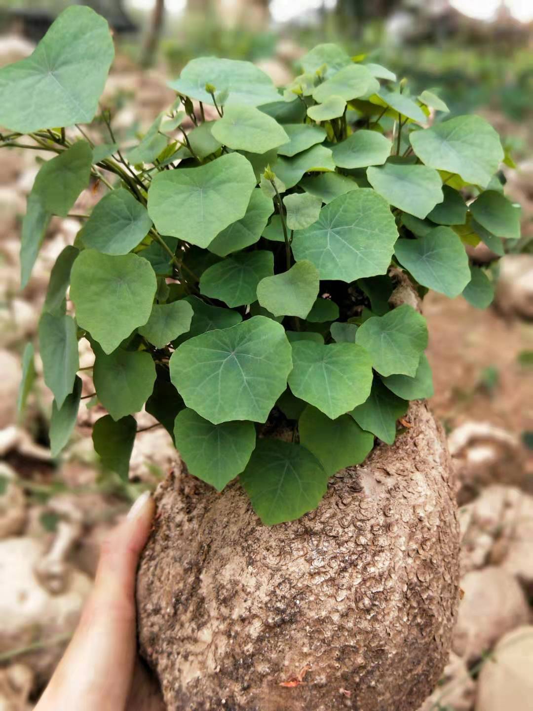 山乌龟金不换多肉招财聚财爬藤四季常青客厅室内室外盆栽盆景好养